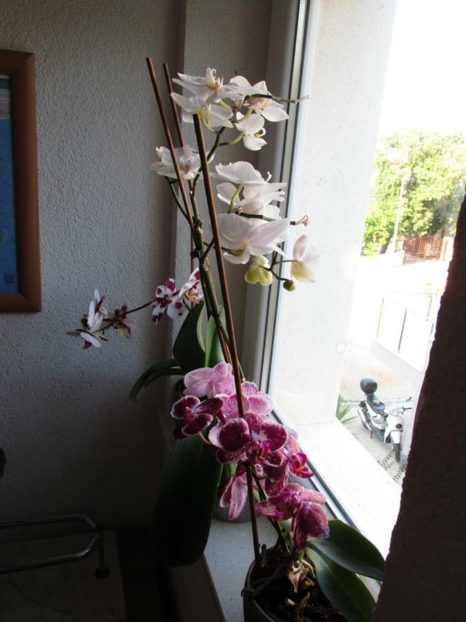 Apartmani "Zuka" Korčula Kültér fotó